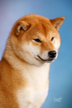 picture of dog