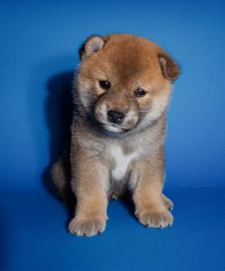 picture of dog