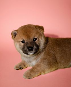 picture of dog