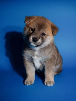 picture of dog