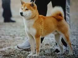 picture of dog
