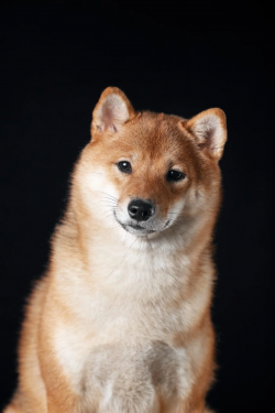 picture of dog