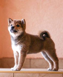picture of dog