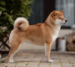 picture of dog