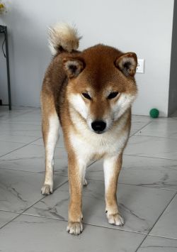 picture of dog