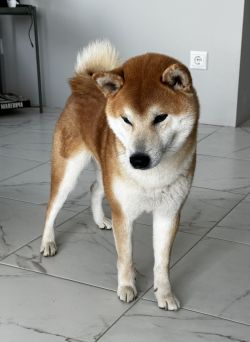 picture of dog