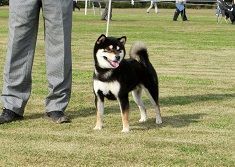 picture of dog