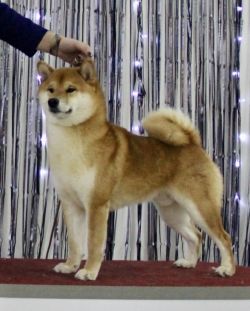 picture of dog
