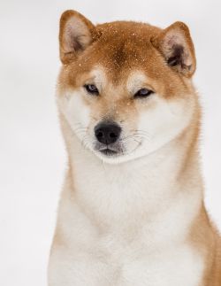 picture of dog