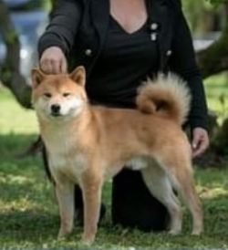 picture of dog
