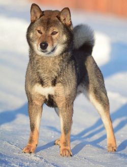 picture of dog