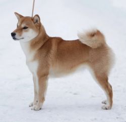 picture of dog