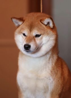 picture of dog