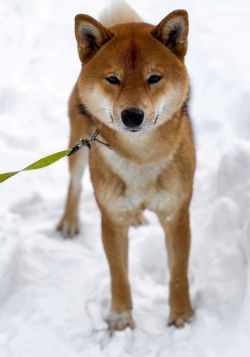 picture of dog