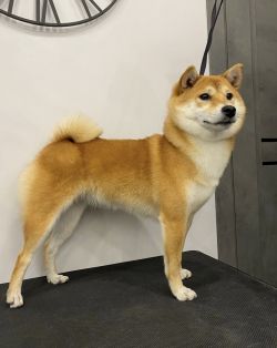 picture of dog