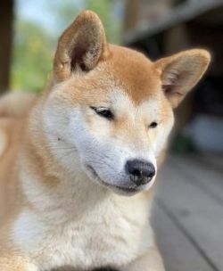 picture of dog