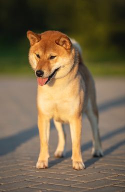 picture of dog