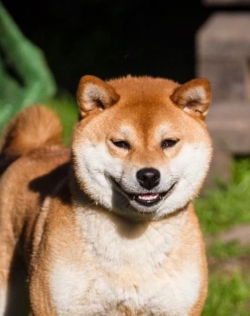 picture of dog
