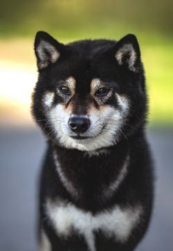 picture of dog