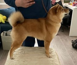 picture of dog