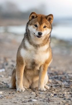 picture of dog