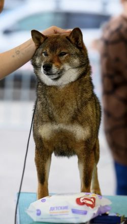 picture of dog