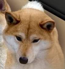 picture of dog
