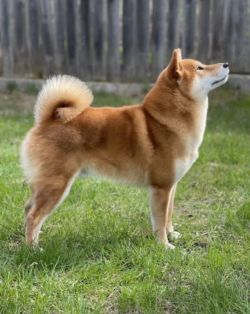 picture of dog