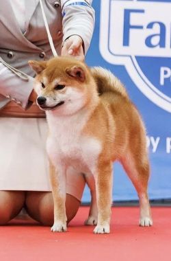 picture of dog