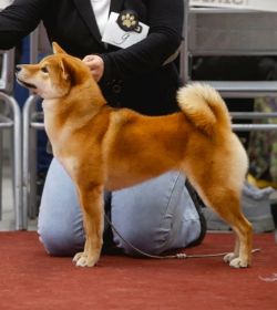 picture of dog