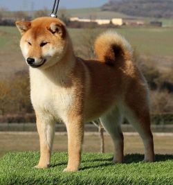 picture of dog
