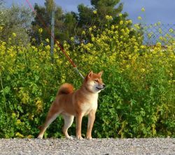 picture of dog
