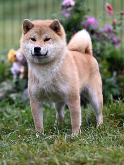 picture of dog