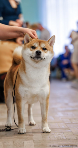 picture of dog