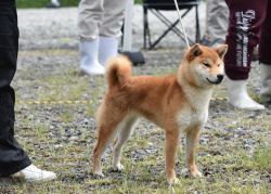 picture of dog