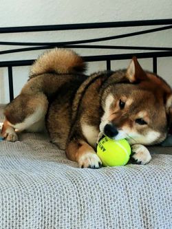 picture of dog