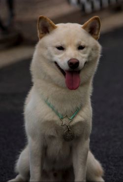 picture of dog