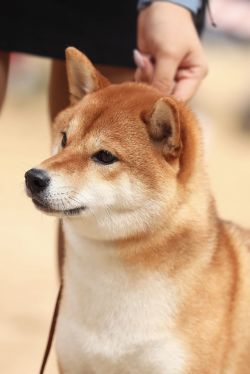 picture of dog