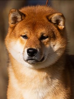picture of dog