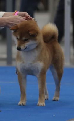picture of dog