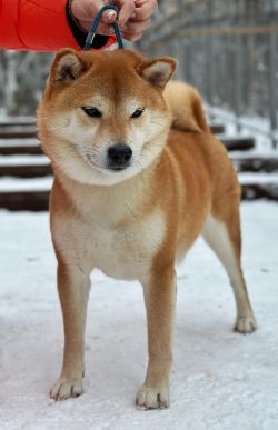 picture of dog