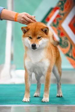 picture of dog