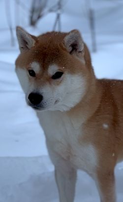 picture of dog