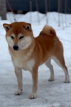 picture of dog