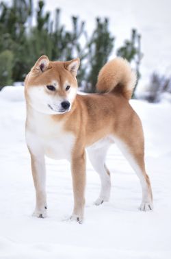 picture of dog