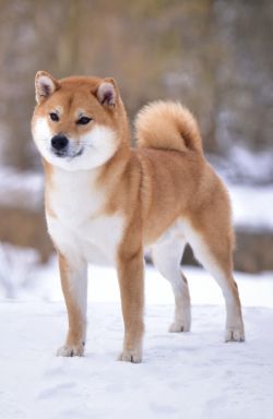 picture of dog