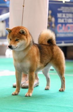 picture of dog