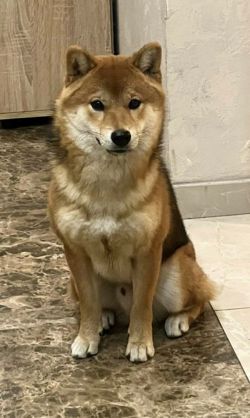 picture of dog