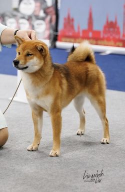 picture of dog