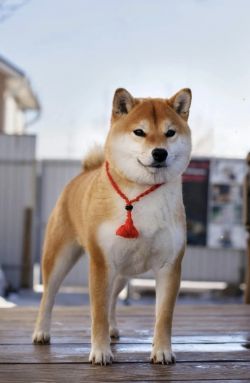 picture of dog